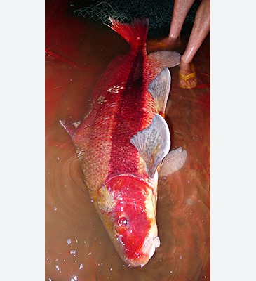 794_Chinese Sucker_Myxocyprinus asiaticus.jpg